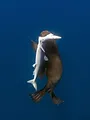 Shark vs Predator : Le duel