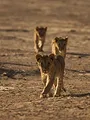 Les lionnes de Namibie : Reines de la côte des Squelettes