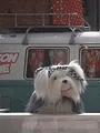 Samson & Marie, IJsjestijd S2 E42