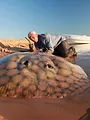 River Monsters