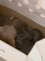 Animal Cops