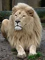 Une saison au zoo