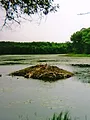 Destination Wild : Mississippi sauvage