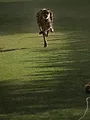 Au coeur du zoo le plus beau du monde