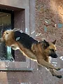 Rex, chien flic S5 E2