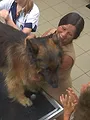 Dierendokters 24/7