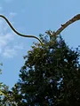 Les serpents volants