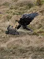 Les superpouvoirs des aigles
