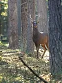 Cuisine de chasseur