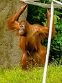 Expeditie Pairi Daiza!