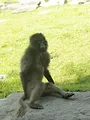 Au coeur du zoo de New York