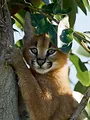 Caracal, la société du chat solitaire