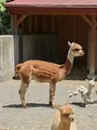 Au coeur du zoo de New York