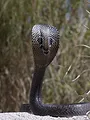Traqueur de serpents