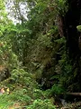 Escarabajo verde