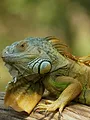Zotte dieren
