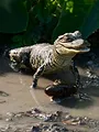 Destination Wild : Floride