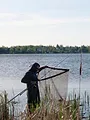Carpes du Nouveau Monde