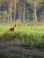 La belle saison du chevreuil