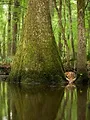Amérique du Nord : L'empire de la nature