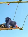 Les as de la jungle à la rescousse S2 E1