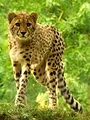 Des zoos nouvelle génération
