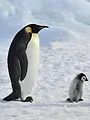 Une saison au zoo