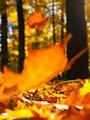 Feratel