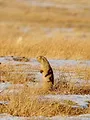 La dynastie des chiens de prairie