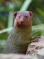 Le langage des animaux