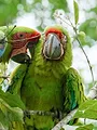 Les animaux, sauveurs des forêts tropicales