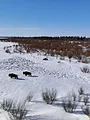 Alaska : nouvelle vie