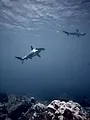 Au plus près des requins