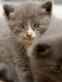 Animaux de compagnie : leur vie secrète