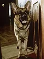 Rex, chien flic S5 E3