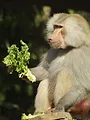 Au coeur du zoo : Tampa