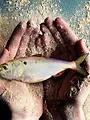 Fischmehl - ein schmutziges Business