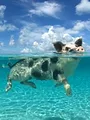 Zotte dieren