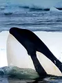 Expedition Killer Whale