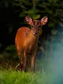 Chasses à sensations