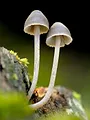 Au royaume des champignons