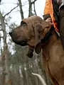 Sur la voie de l'animal blessé