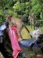 Zotte dieren
