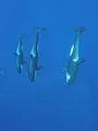 Pêcheur de légende