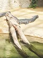Expeditie Pairi Daiza!
