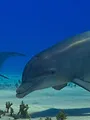 A la rencontre des baleines avec Steve Backshall