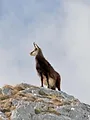 Schladminger Bergwelten - Von Gipfeln und Gämsen