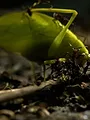 Migration sauvage