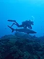 A la rencontre des requins avec Steve Backshall