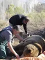 Dr Ole : Mission sauvetage